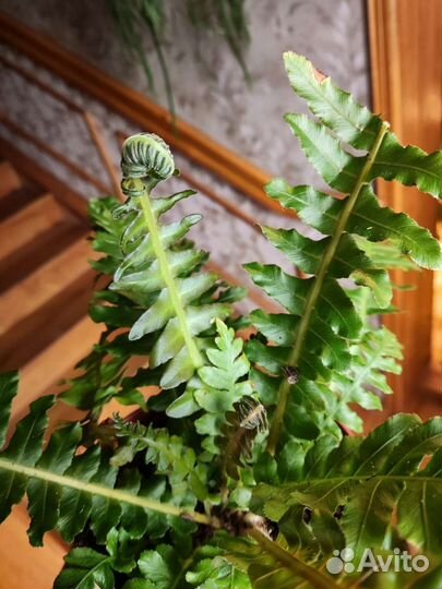 Блехнум gibbum brasiliense volkano