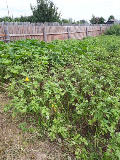 Участок 6 сот. (СНТ, ДНП)