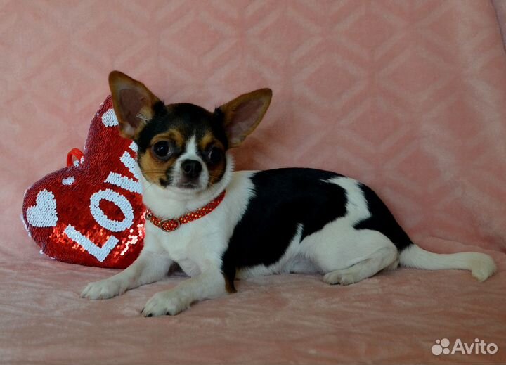 Мальчик красавчик 6 мес