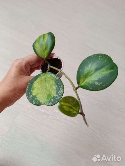 Хойи срезом