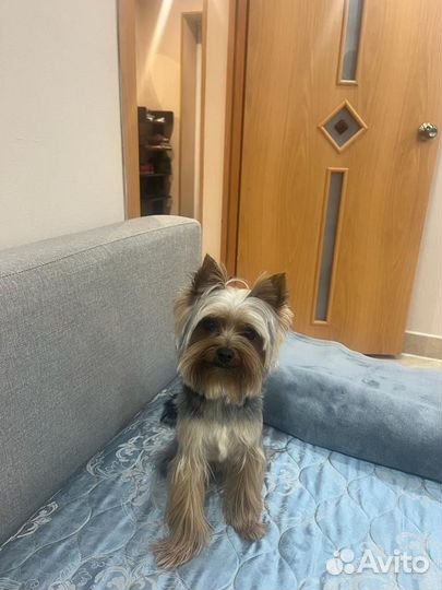 Йоркширский терьер мини вязка