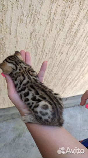 Бенгальские котята