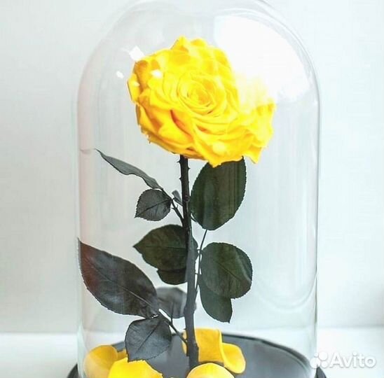 Роза в колбе