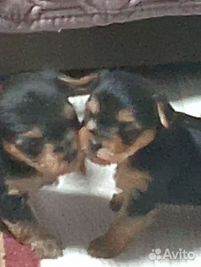 Йоркширский терьер мини