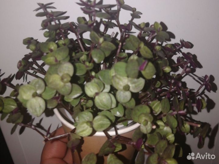 Каллизия (callisia turtle)