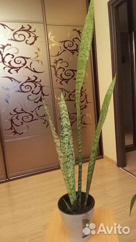 Сансевиерия