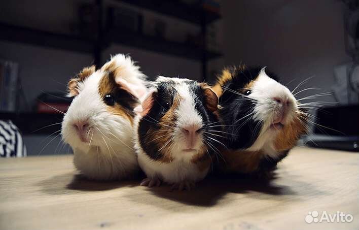 Передержка животных