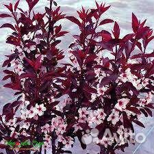 Слива Писсарди саженцы