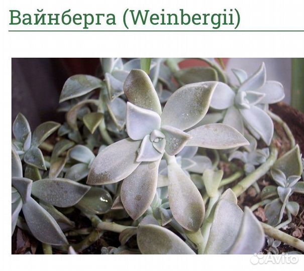 Адромискус