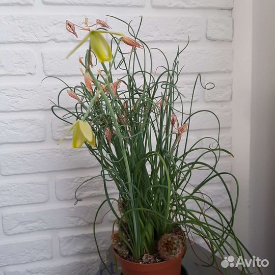 Альбука спиралевидная