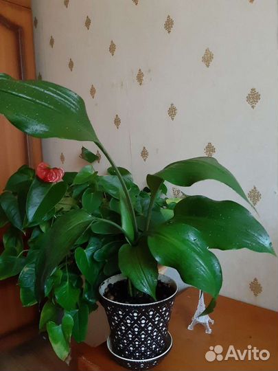 Эухарис (Амазонская лилия)