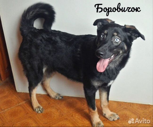 Боровичок ищет дом