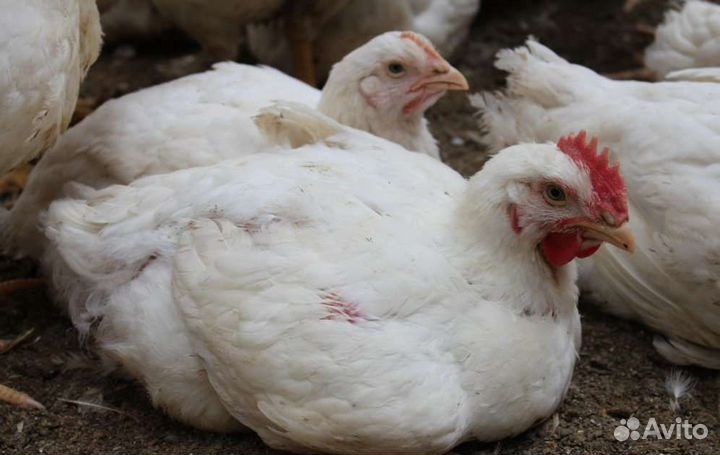 Суточные бройлеры кобб 500 росс 308 импортный