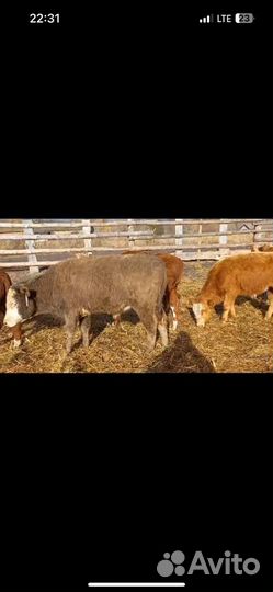 Бычки герфорд симментал бык
