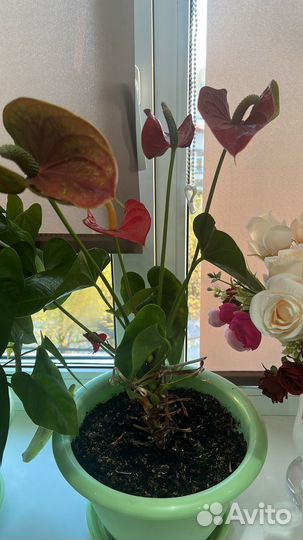 Комнатные цветы