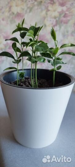 Саженцы мандарина