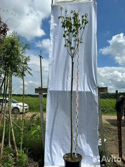 Вишня мелкопильчатая Kanzan (Канзан)