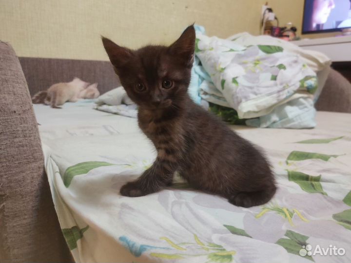 Котёнок чёрный