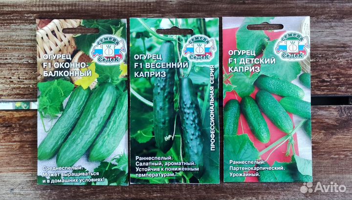 Семена Огурцов седек