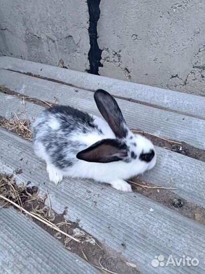 Кролики великаны