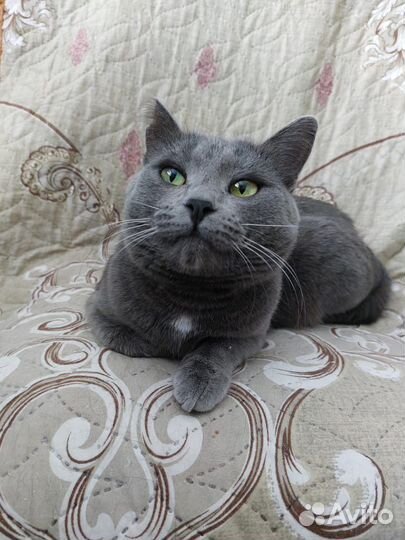 Молодая кошечка Софа