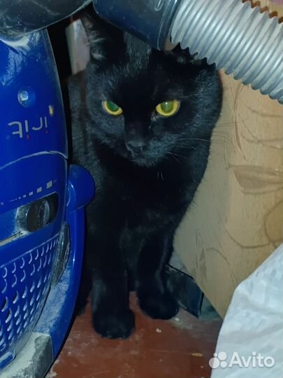 Найдена кошка