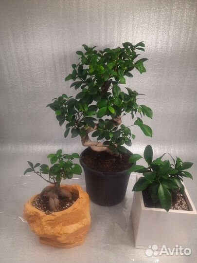 Фикус микрокарпа бонсай