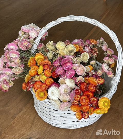 Гелихризум сухоцвет