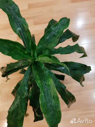 Драцена фрагранс душистая
