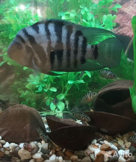 Аквариумные рыбки отдам бесплатно