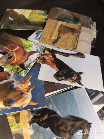 Мак колода Иппостась