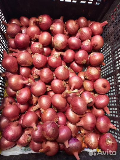 Лук семейный