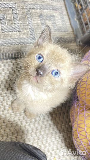 Котята от бенгальской кошки