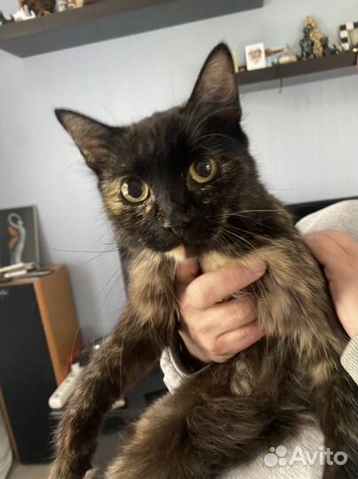 Кошка в добрый руки