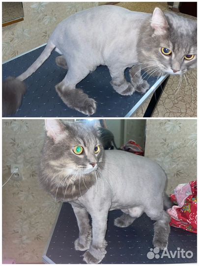 Стрижка кошек, груминг собак г. Иваново