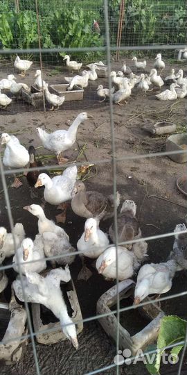 Продажа гусей, уток, мулардов