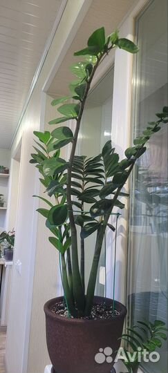 Замиокулькас