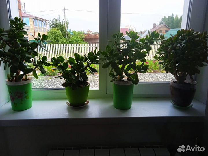 Продам цветок Толстянку