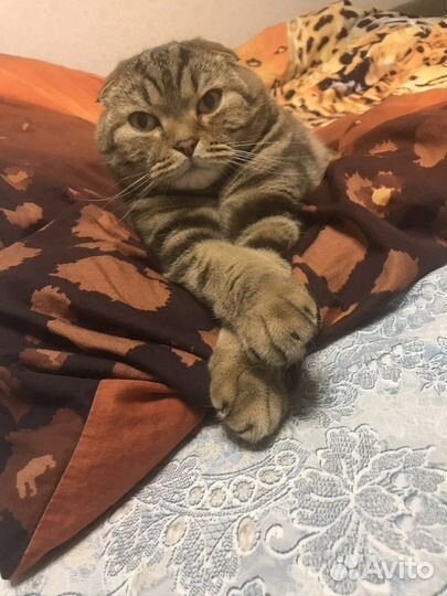 Отдадим кота в добрые руки