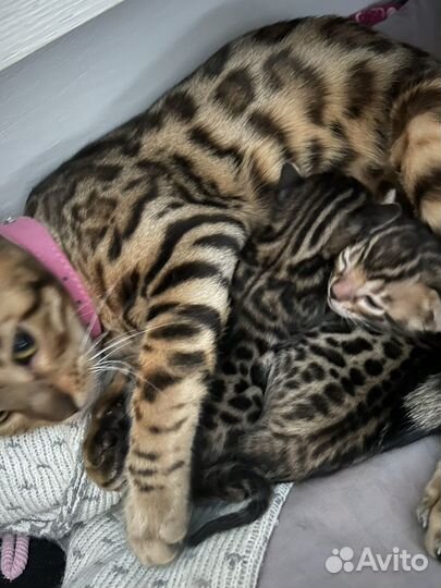 Бенгальские котята