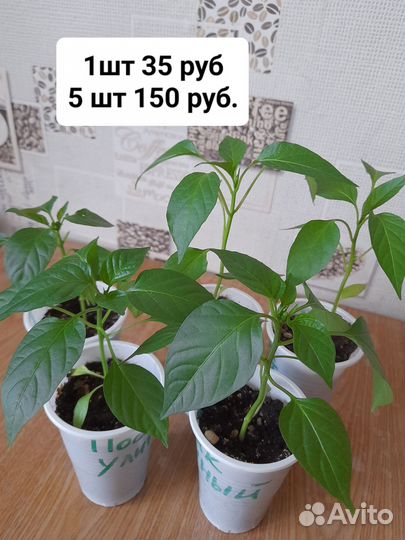 Рассада острого перца