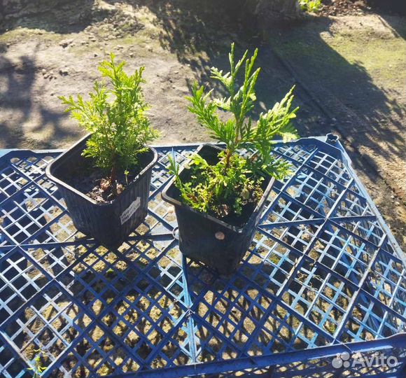 Туя семенная саженцы с зкс