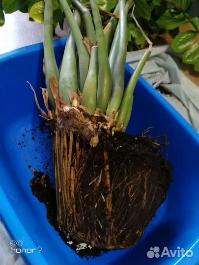 Замиокулькас (долларовое дерево)