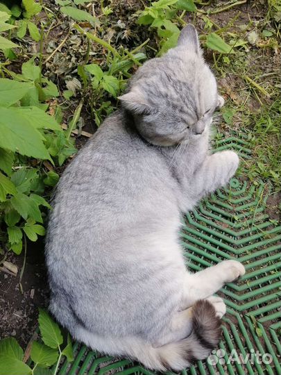 Шотландский кот