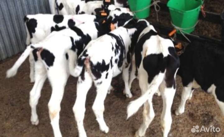 Бычки телята