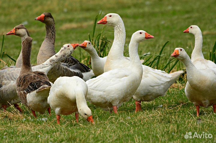 Продам гусей