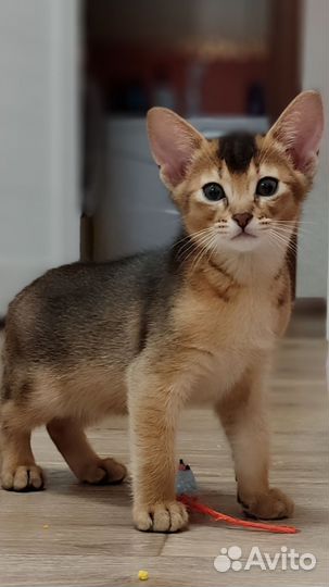 Абиссинский кот