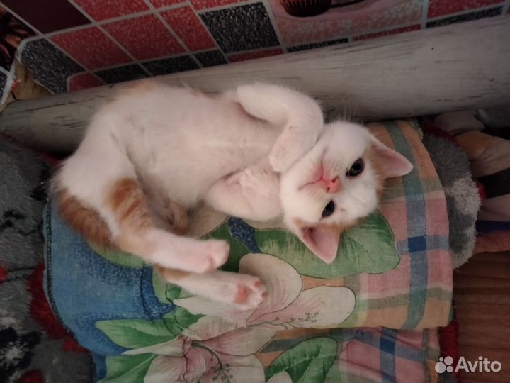 Кошки в добрые руки