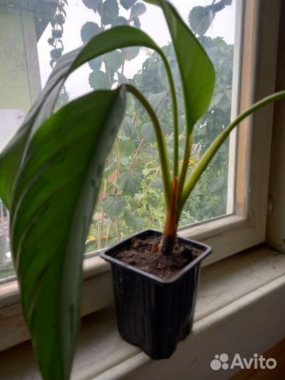 Комнатные цветы