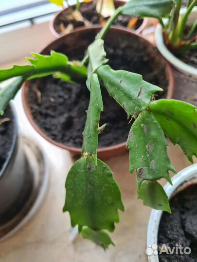 Пахистахис, декабрист розовый